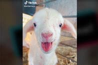 生まれたその日にTikTokデビューしたヒツジの赤ちゃんが多弁な件