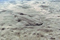 【写真】体がトゲで覆われ、翼が生えた？奇妙な姿...超希少「天使のサメ」をチリで発見、100年ぶりに研究再開