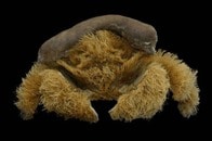 「毛深すぎる」と専門家も困惑......とんでもなくモフモフのカニの新種を発見