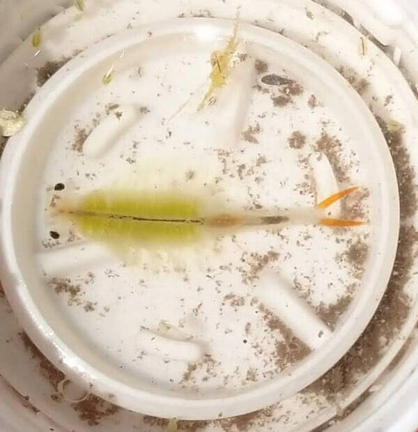 ホウネンエビ 写真提供:近藤印刷