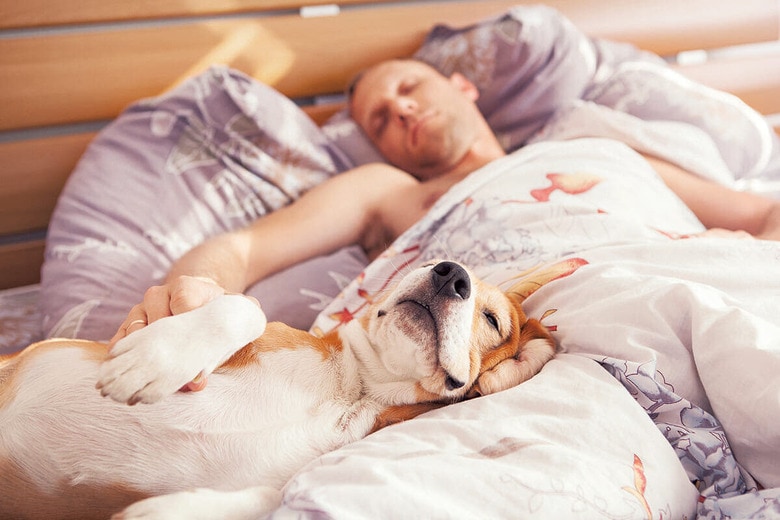 無防備になる睡眠時には、犬は信頼できる存在のそばで寝ようとする　SOLOVIOVA LIUDMYLA/SHUTTERSTOCK