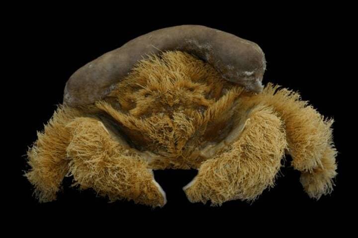 ここまで毛深い理由は現段階では突き止められていない　Coutesy of the WA Museum.Photo by Colin McLay