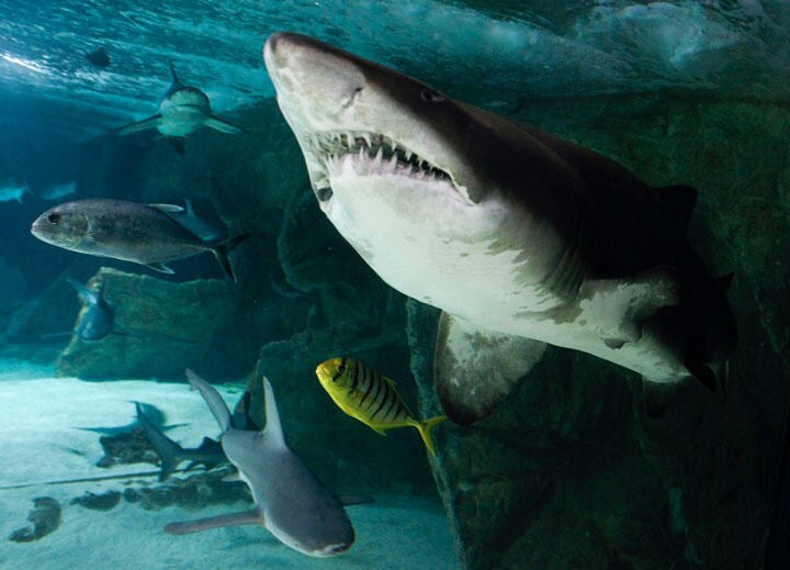 生まれる前から共食いを運命づけられた狂暴で不思議なシロワニ　　Andrea Comas-REUTERS