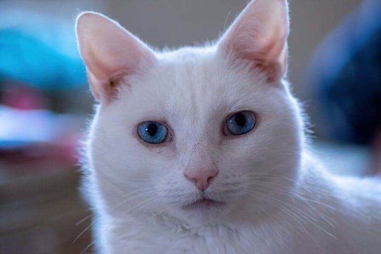 猫が飼い主を思いやることもある（写真はイメージです）　Rusty Watson-Unsplash