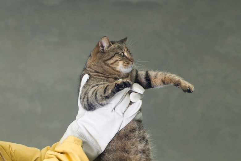 （写真はイメージです）　Jevtic-iStock