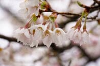「平成最後の日」に見た「令和に受け継がれてゆく桜」