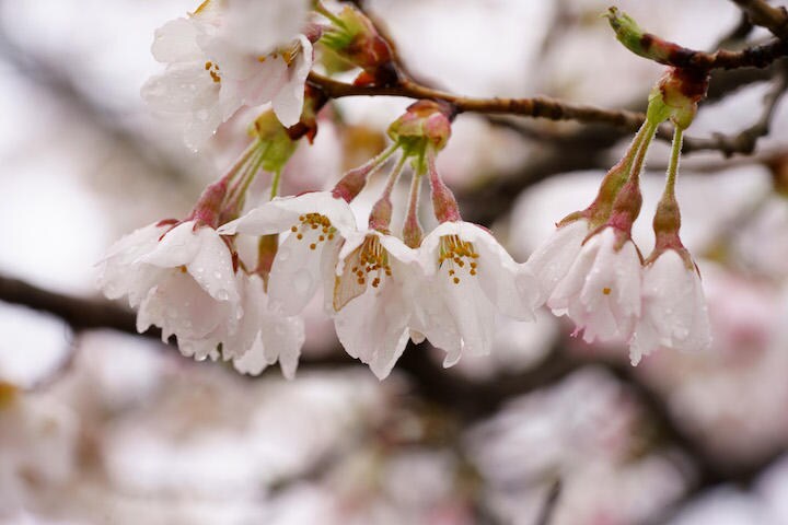 写真：内村コースケ