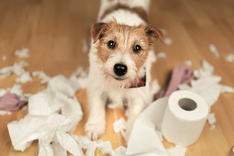 アメリカの飼い犬、99％に問題行動？ 専門家が警告「黙認せず獣医に相談を」　REDDOGS／SHUTTERSTOCK