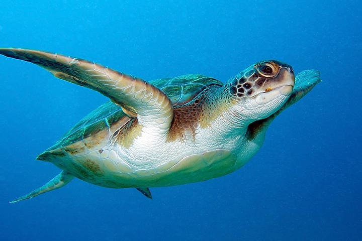 アカウミガメは絶滅危惧種に指定されている（写真はイメージです）　demarfa-iStock