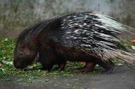 痛そう！ ヤマアラシと「バトル」を繰り広げた犬の衝撃の結果