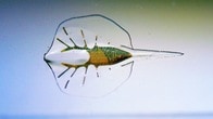 サイボーグ「エイ」が生物と機械の境界を越える