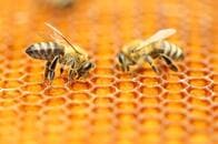 ホントに？　2匹のミツバチが協力してペットボトルのキャップを外す様子がとらえられる