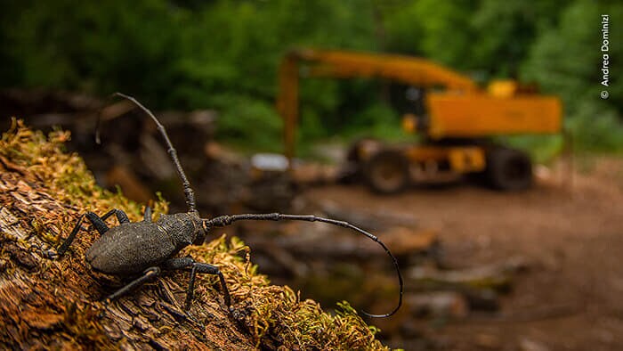 4ueAndrea Dominizi, courtesy Wildlife Photographer of the Year.jpg