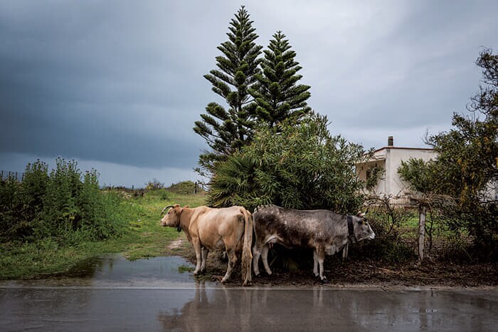 南部プーリア州レジーナで草をはむ牛。海と湖に挟まれたレジーナは同州でも最も孤立した地域の1つだ
