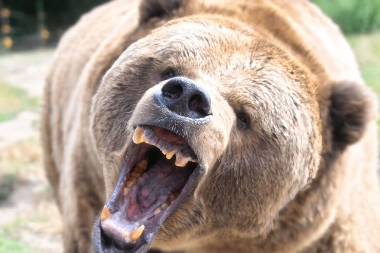 即座に噛み殺して、その肉を喰らい始め……（※写真はイメージです）　jhorrocks - iStockphoto