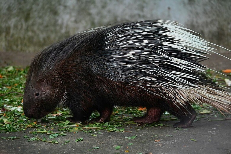 ヤマアラシは脅威を感じる相手に攻撃を仕掛ける（写真はイメージです）　Praswin Prakashan-Unsplash