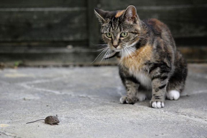 ネズミを狙うジェス（ＥＵ離脱派、残留派のどちらかは不明）　REUTERS