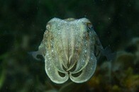 海の生き物は互いに「手を振って」会話していた...最新研究で判明、4パターンの「賢い手の振り方」とは？
