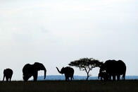 希少なアフリカゾウを殺戮する側の論理