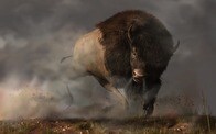 バイソンが真正面から猛突進してくる恐怖映像