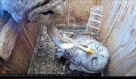 【動画】小さな巣の中で「ご馳走」のヘビを食べるフクロウ