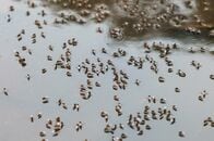 バングラデシュでデング熱急拡大、入院4万人超　今後数週間に悪化も