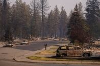 米農務省、未開発森林保護規則の撤廃提案　山火事対策を理由に
