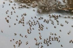 バングラデシュでデング熱急拡大、入院4万人超　今後数週間に悪化も