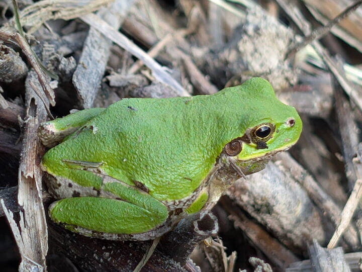 アマガエル 写真提供:近藤印刷