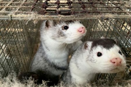 　１１月５日　世界保健機関（ＷＨＯ）当局者はデンマークで突然変異した新型コロナウイルスがミンクから人に感染したケースが十数例発生したとし、ミンクは感染するとともにウイルス保有宿主とみられるとの見解を示した。写真は１１月５日、デンマークで撮影（２０２０年　ロイター/Jacob Gronholt-Pedersen）