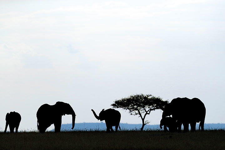 世界的な象牙の需要急増でかつて4000頭を誇ったチャドのザクーマ国立公園では10年足らずで個体数が400頭にまで減ってしまった　Godong-UIG/GETTY IMAGES
