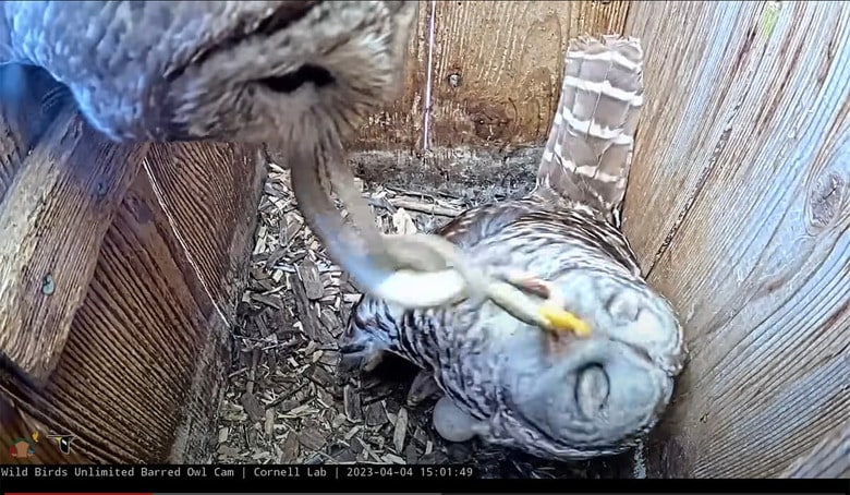 Cornell Lab Bird Cams-YouTube