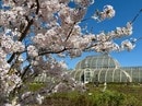 英国の桜、日本の桜