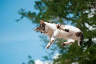 蛮勇？　別の船に飛び移ろうとした猫が見せた「まさかの大ジャンプ」とその結果