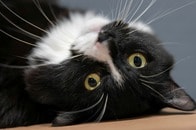 【動画】飼い主が掲げた「今年の目標」、猫が見つけて消しちゃった...懸命な姿にネット爆笑