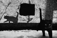 ホームレスの猫たちに惚れ込んで...　カザフスタンの旧市街にて