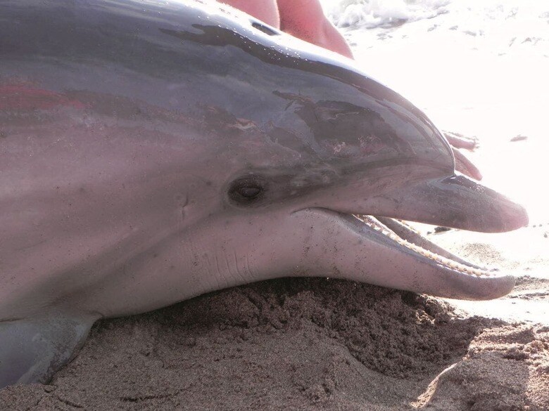 イルカの脳にある種の毒素がたまると方角が分からなくなる可能性がある　RAI36DE／GETTY IMAGES