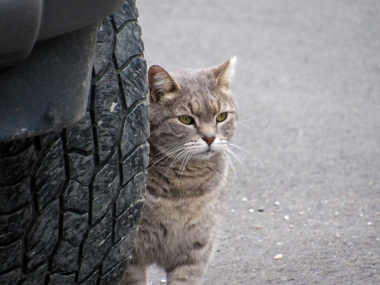 猫が車にはねられる事故は後を絶たない（写真はイメージです）　Christopher Eechols-Unsplash