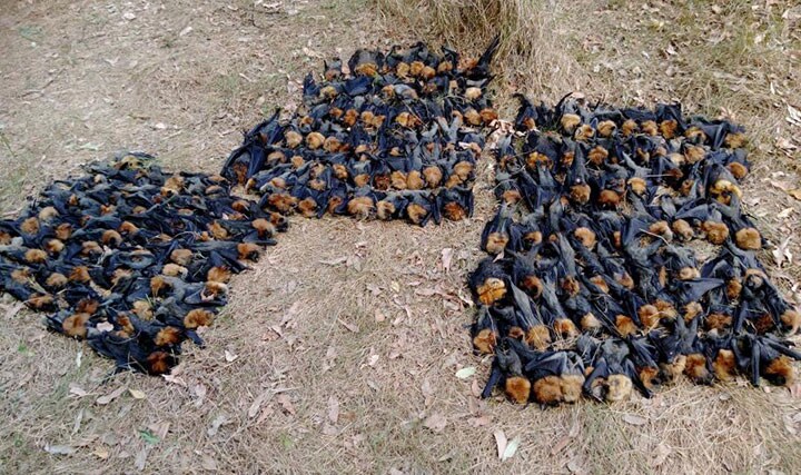 地面に落ちて死んだコウモリの子供を並べて数えたら200匹に達した　HELP SAVE THE WILDLIFE AND BUSHLANDS IN CAMPBELLTOWN/FACEBOOK