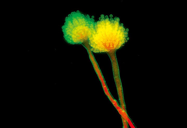 西洋料理のシェフたちは食材としてまた料理の「道具」として、麹のさまざまな活用法を研究中　JONAS KING