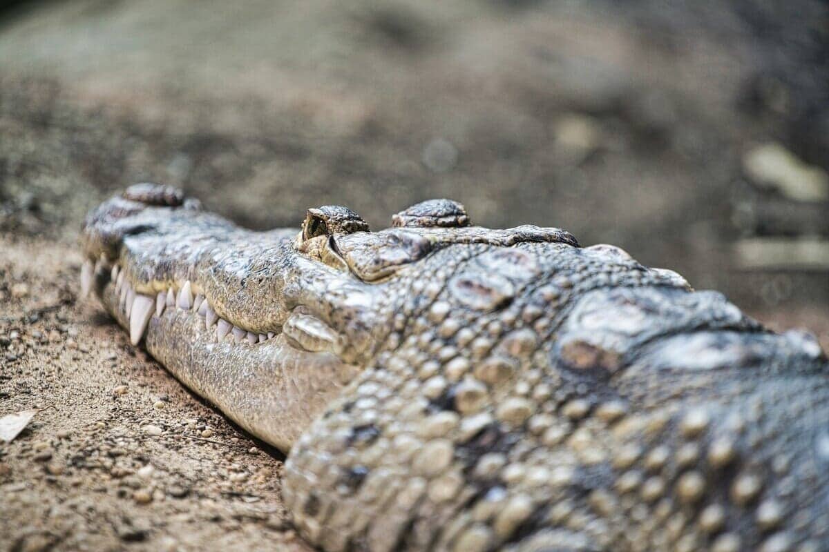 画像】白亜紀の海を泳いだ新種ワニ、化石からその姿が明らかに
