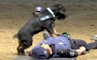 「飼い主様を救え！」　必死に心肺蘇生術を施す犬のビデオが話題に