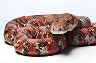 【動画】預け荷物からヘビ22匹と1匹の...旅客、空港でバレる...現場は騒然