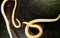 ４万年前の線虫も......氷河や永久凍土に埋もれていた生物が温暖化でよみがえる