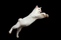 巨大なクマを飼い猫が撃退！　防犯カメラが捉えた「勇姿」が話題に