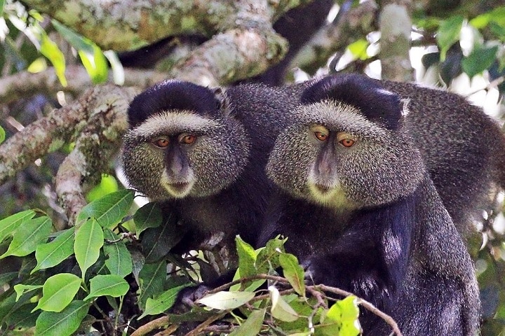 Blue_monkey_(Cercopithecus_mitis_stuhlmanni)_pair.jpg