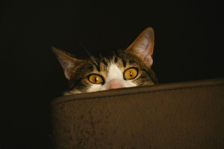 猫の飼い主が暗闇の中に見た光景とは（写真はイメージです）　Lia Cornicello-Unsplash