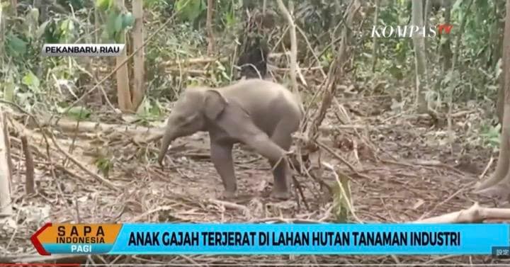 わなにかかって3日間動けなくなったスマトラゾウの子象が救助される事件も起きている。　KOMPASTV / YouTube