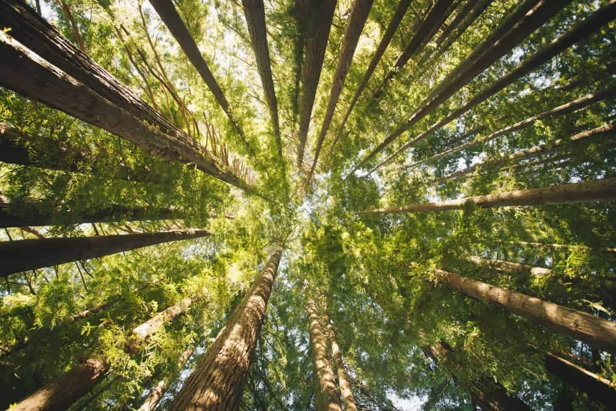 世界で2番目に「高い木」が発見される、「世界で最も深い峡谷」で 