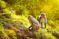 同性間性行動は「非生産的」どころか生殖にも進化にも貢献していた──最新サル研究